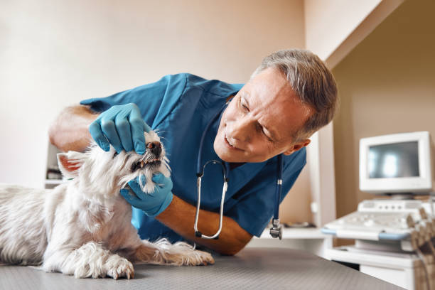Best Pediatric Emergency Dentist in Danielson, CT